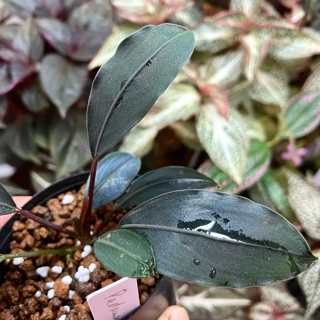 水草 Bucephalandra motleyana Padawan