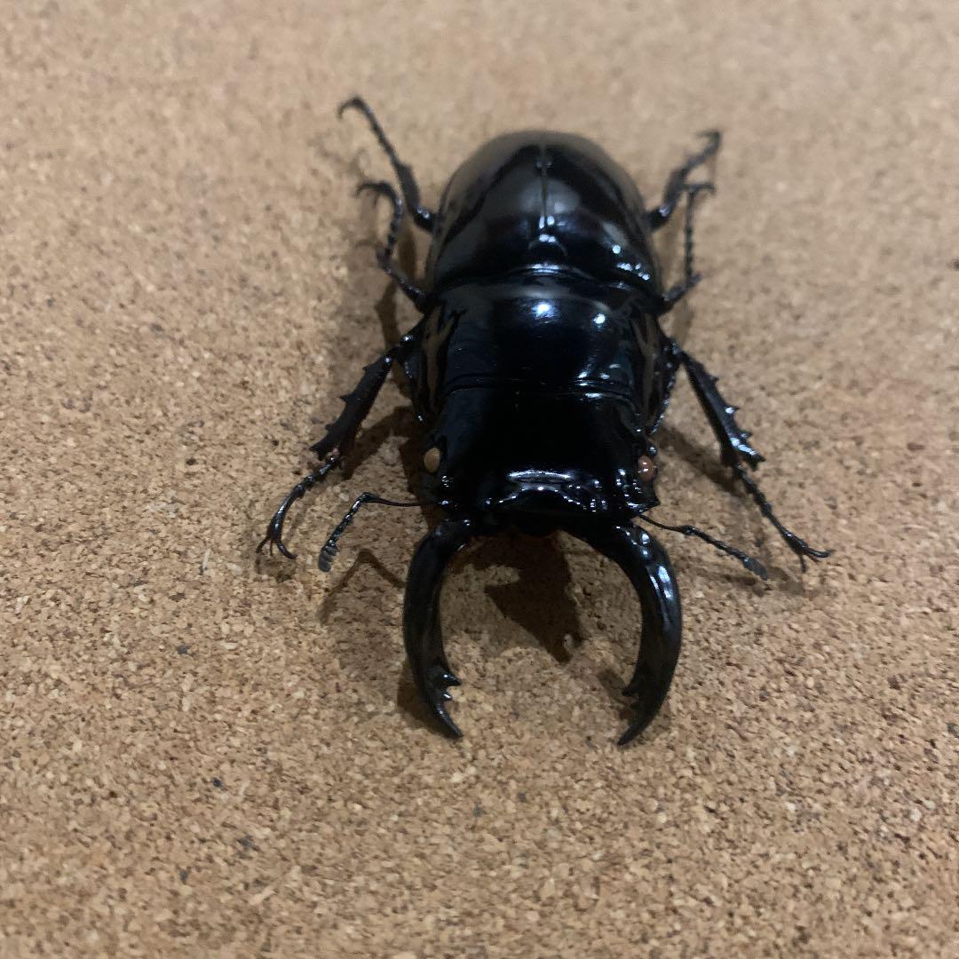 昆虫標本M.レギウス　オオツヤクワガタ雄75㍉野外品