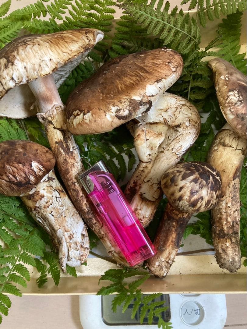 訳あり！岩手県産松茸　国産松茸