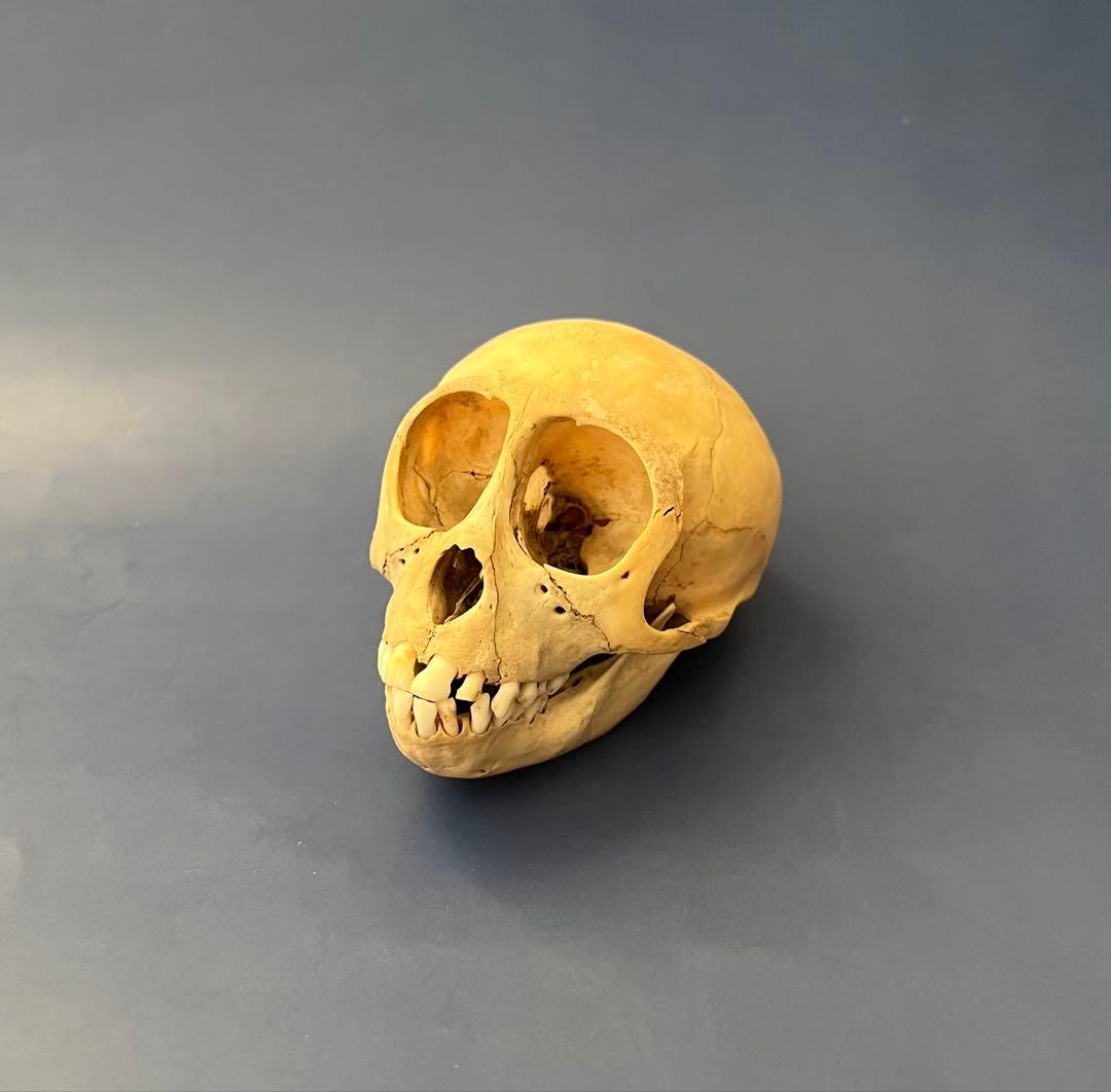 猿の頭蓋骨　骨格標本