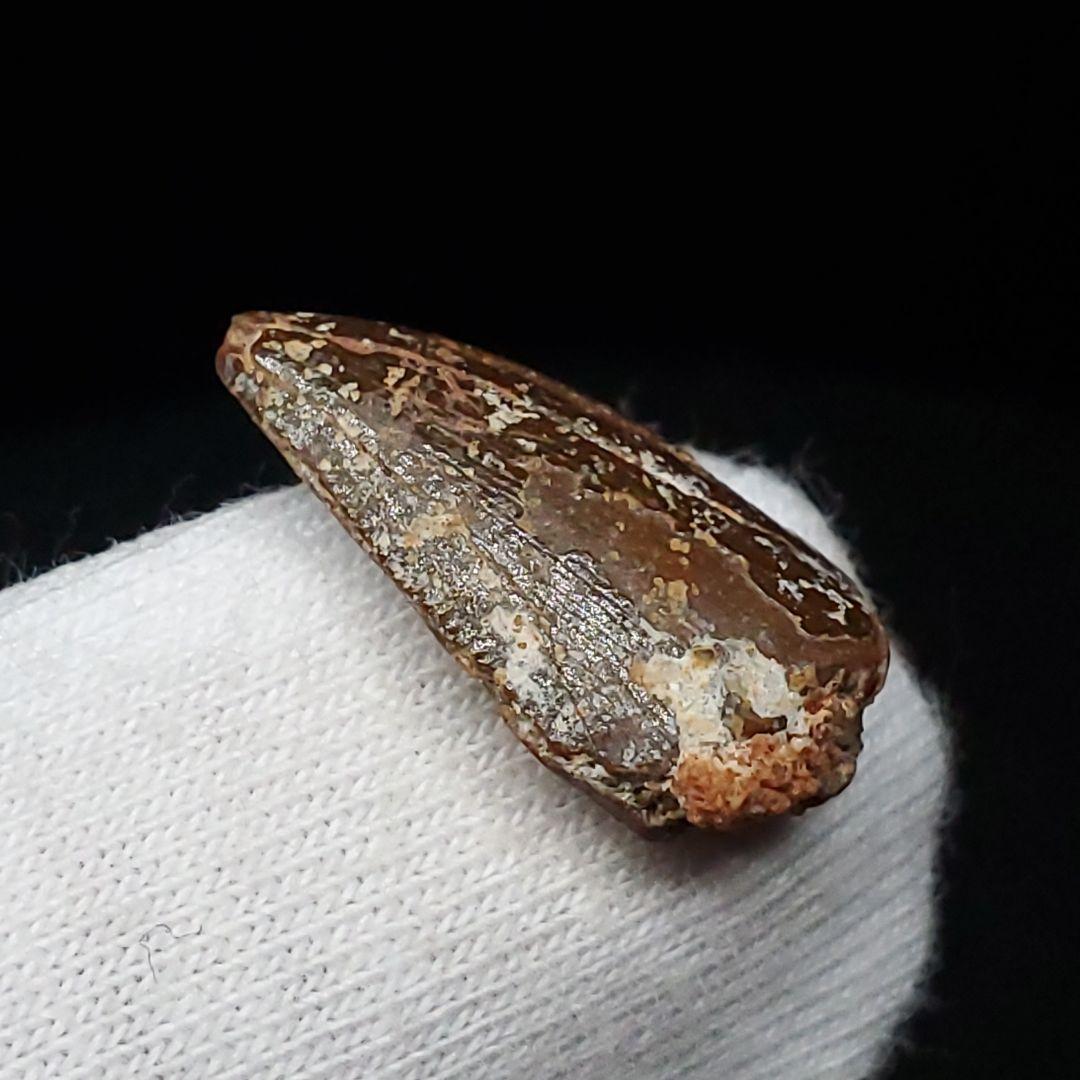 美品 ラプトル 化石 歯 恐竜 本物 モロッコ産 17.78mm fra14