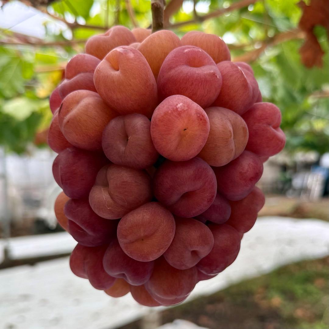 値下げ！本日発送！最終売り切り！ラスト1箱のみ【山梨県産】マイハート5kg