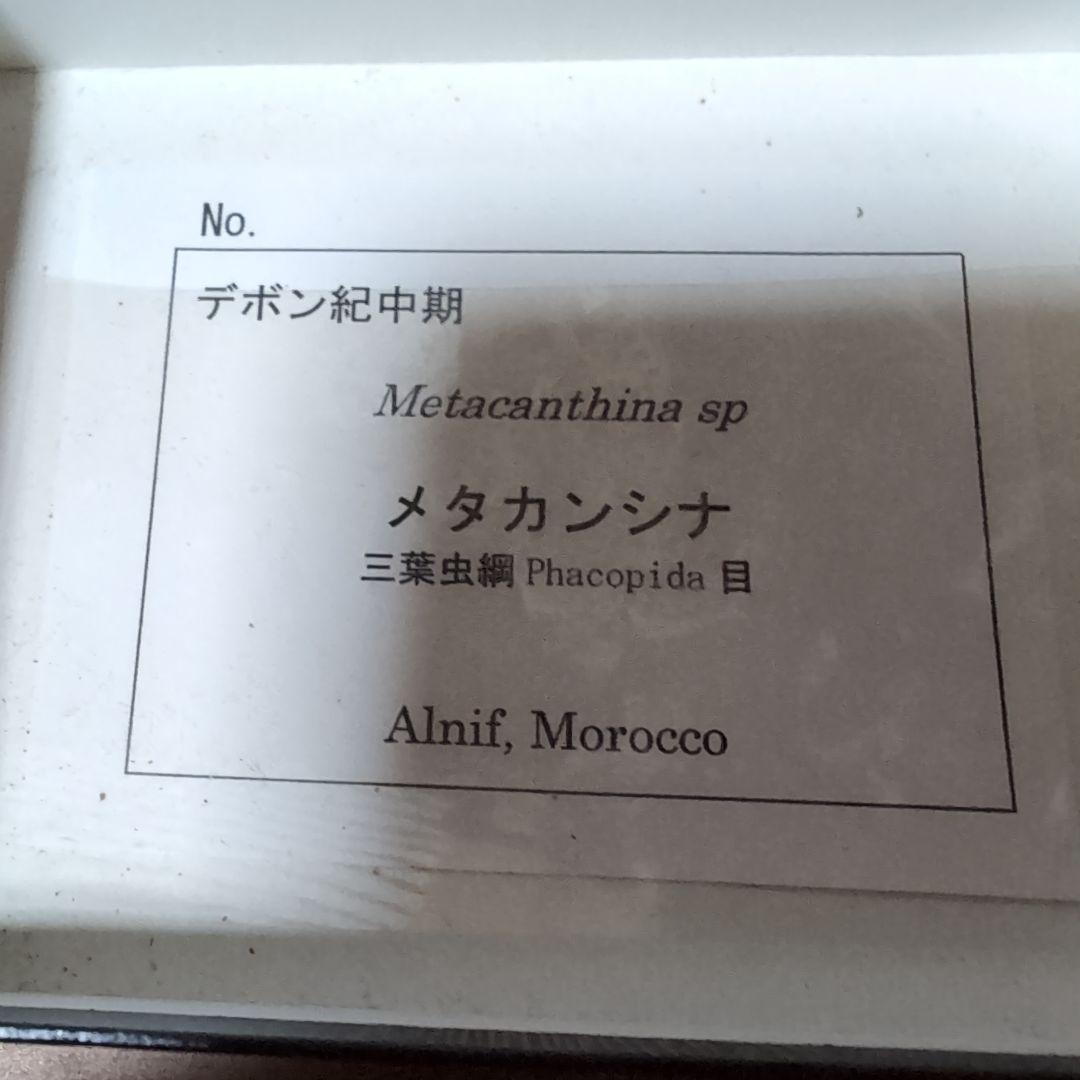 本物　デボン紀中期　三葉虫綱目　メタカンシナSP　化石　モロッコ