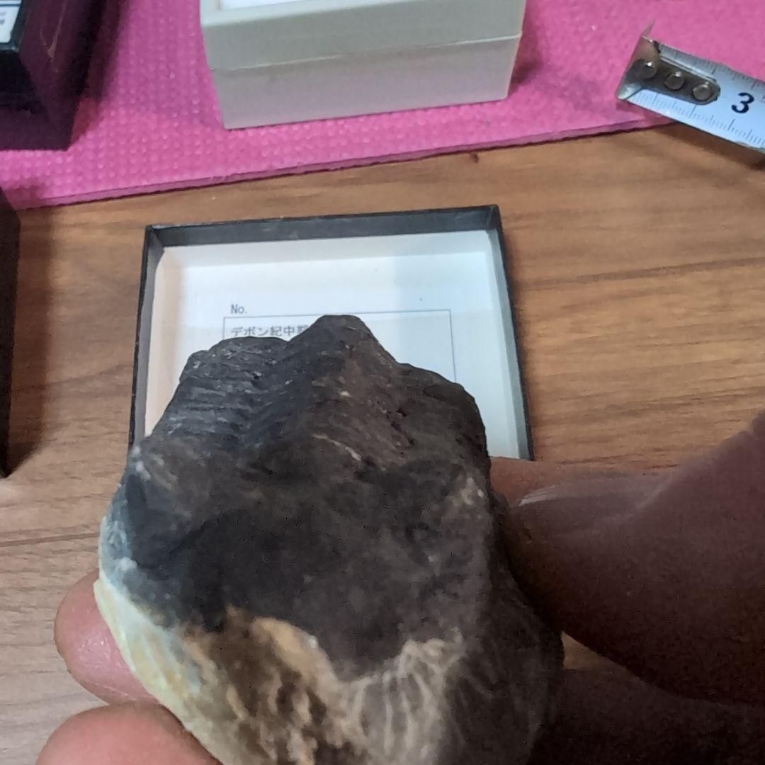 本物　デボン紀中期　三葉虫綱目　メタカンシナSP　化石　モロッコ