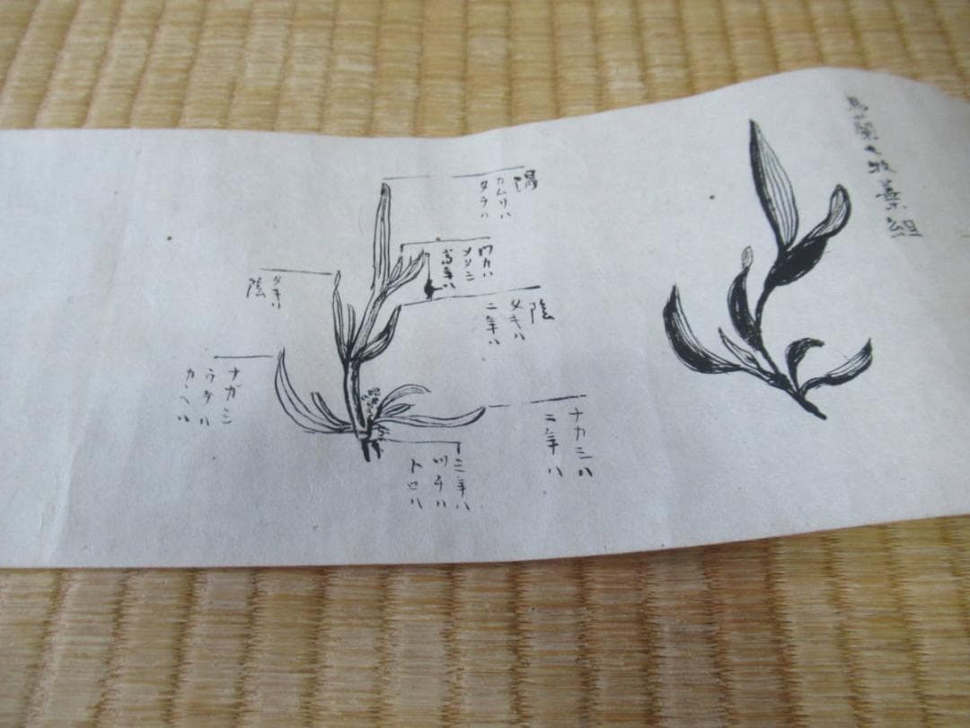 美品 江戸中期 手書き華道手本巻物◆三雅流挿花法式図（華道/いけばな）「遠州流」