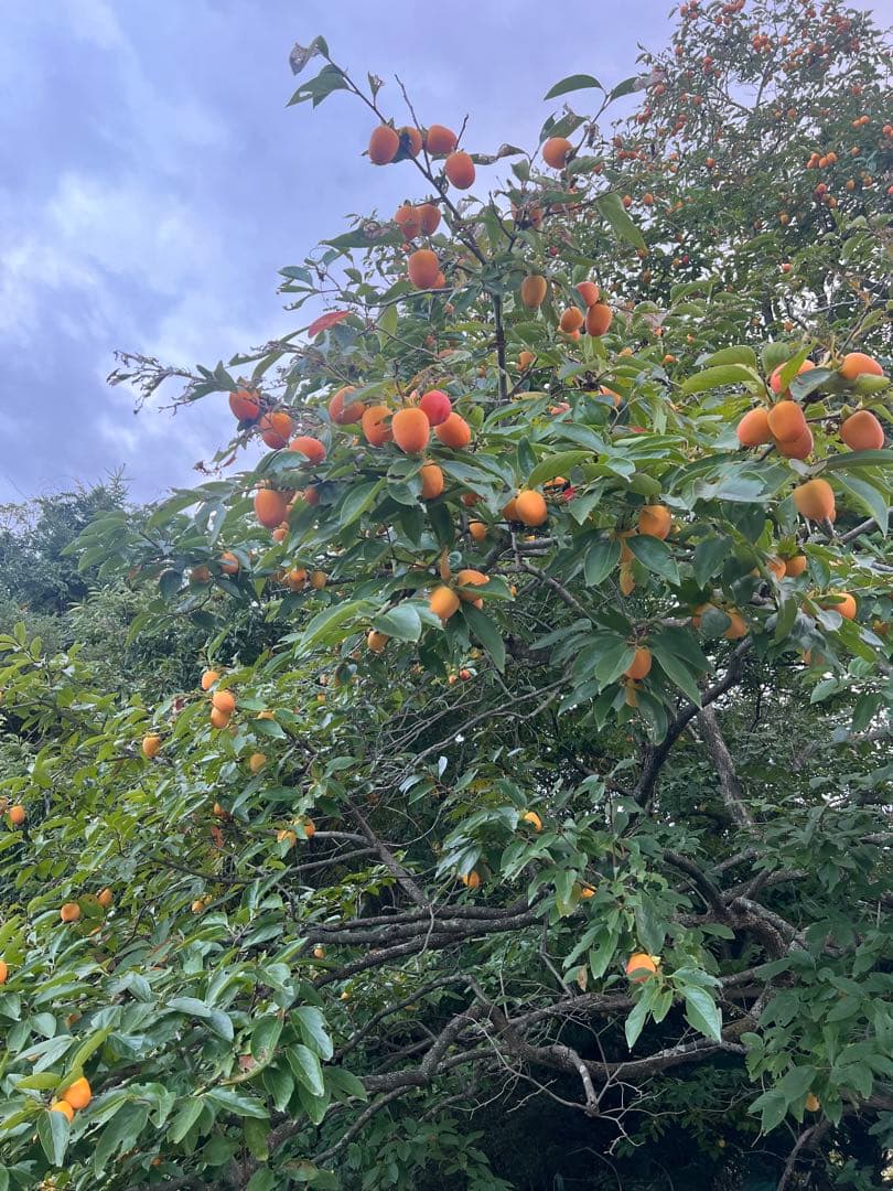 シュナウザーさま　3