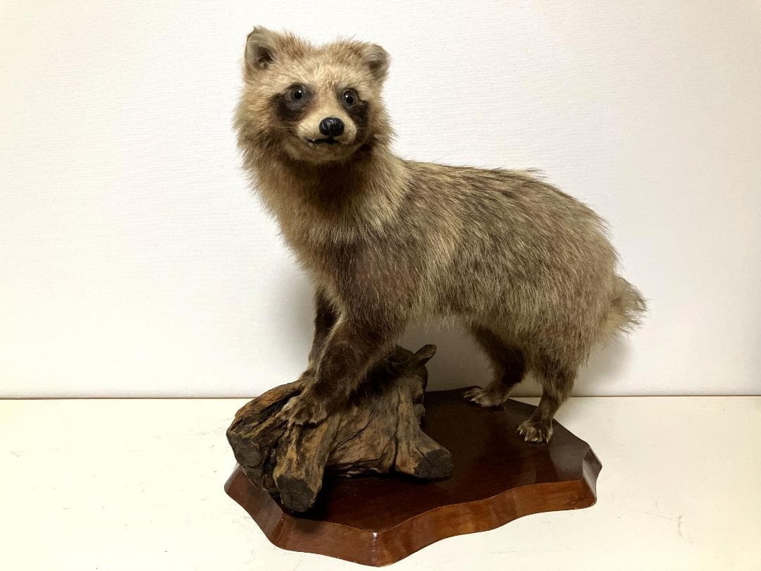狸の剥製：種の保存法に該当しない動物