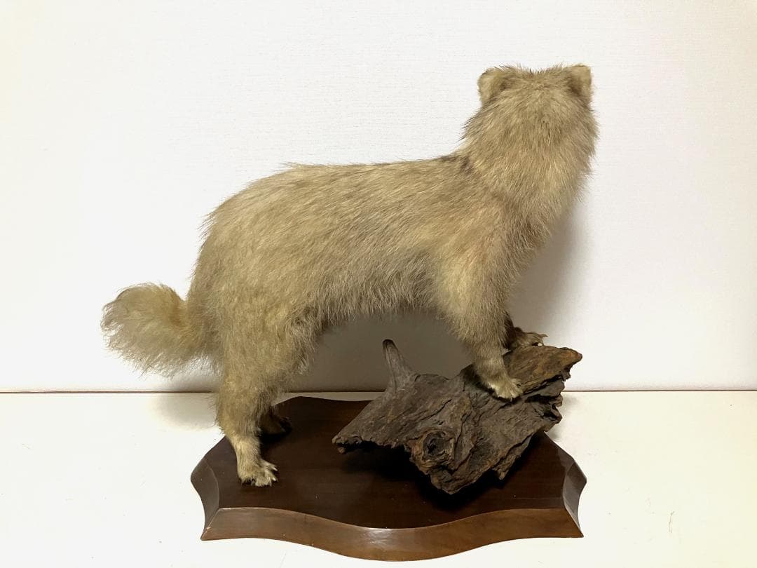 狸の剥製：種の保存法に該当しない動物