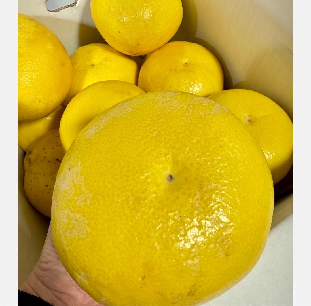 ⑤高知特産 露地栽培 土佐文旦 4L限定 文旦 約20kg 大玉 サイズ