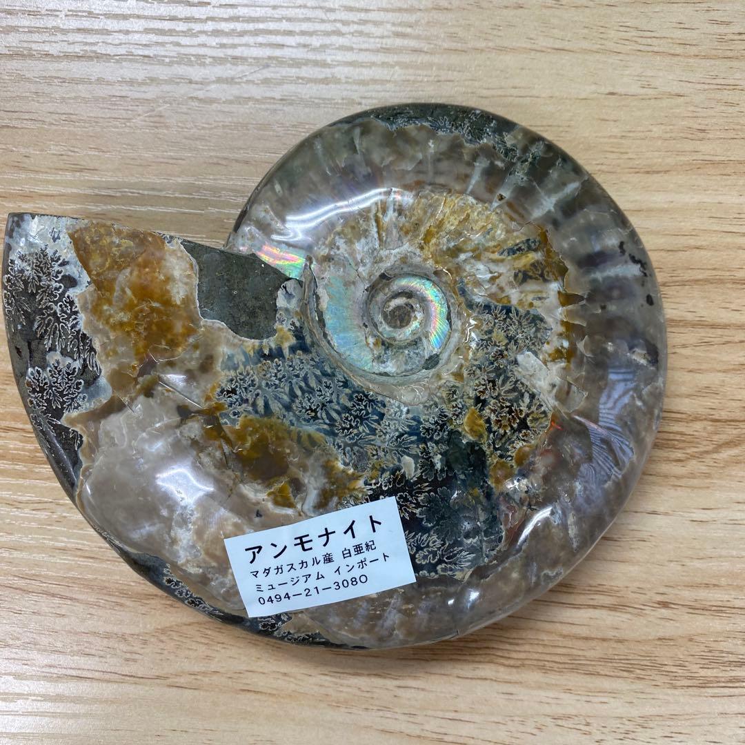 マダガスカル産アンモナイト