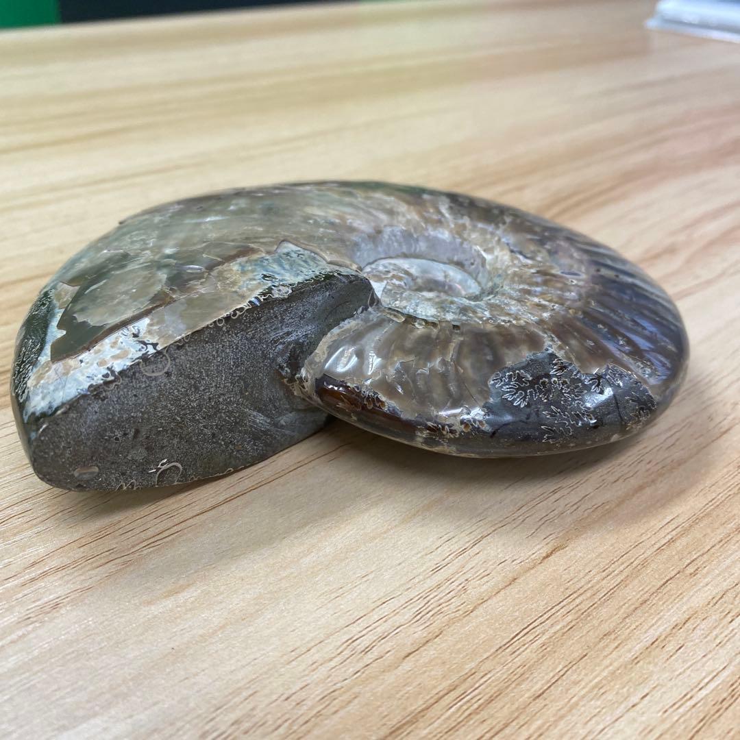 マダガスカル産アンモナイト