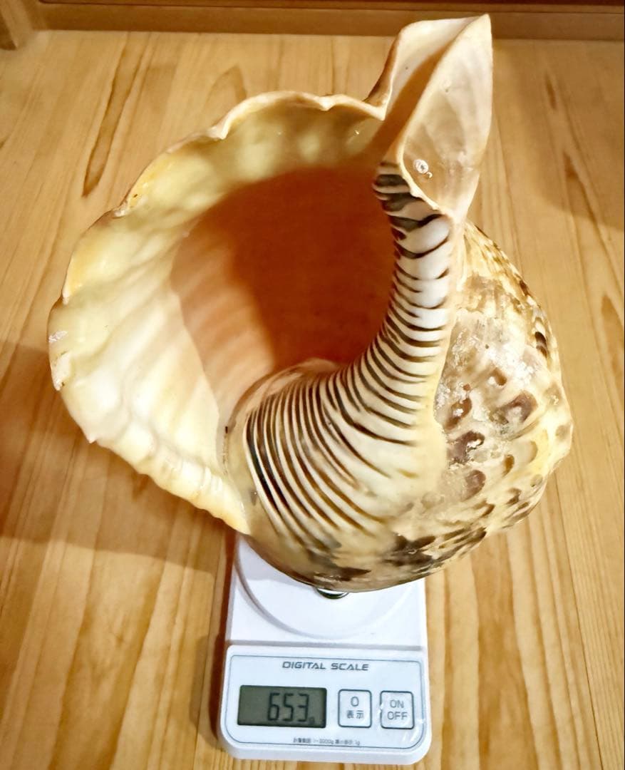 おはなちゃんさま専用　修験道法螺貝　山伏　密教　熊よけ　魔除け❣️ほら貝　赤紐付き