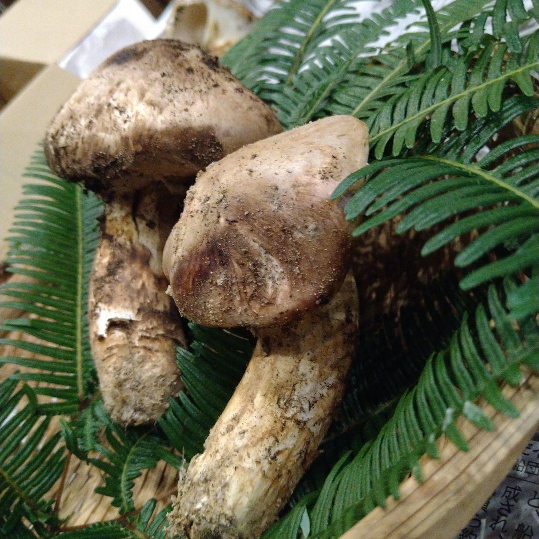 ③　広島県産　松茸