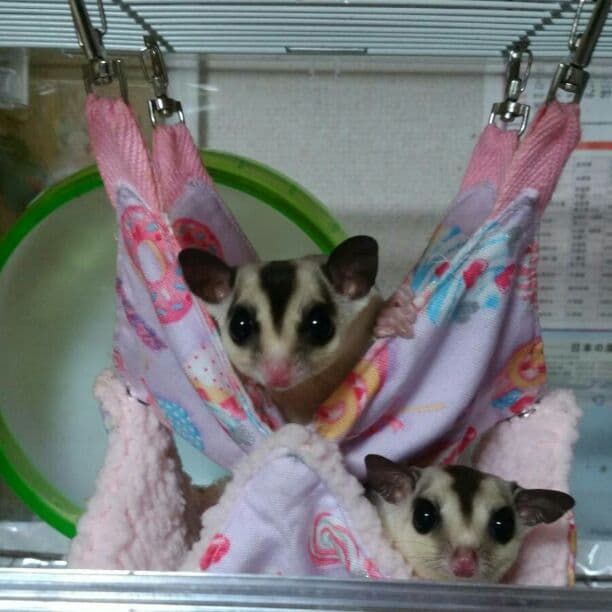 モモンガハウス (パンダカフェ柄 クリーム)  ボアベージュ  2000円