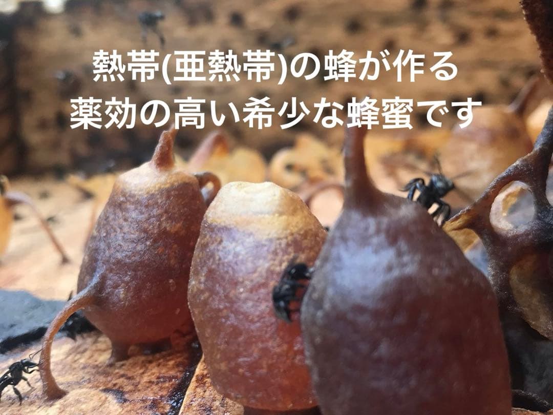 ナマコの肝さま 針なしミツバチの蜂蜜(完全非加熱)9本