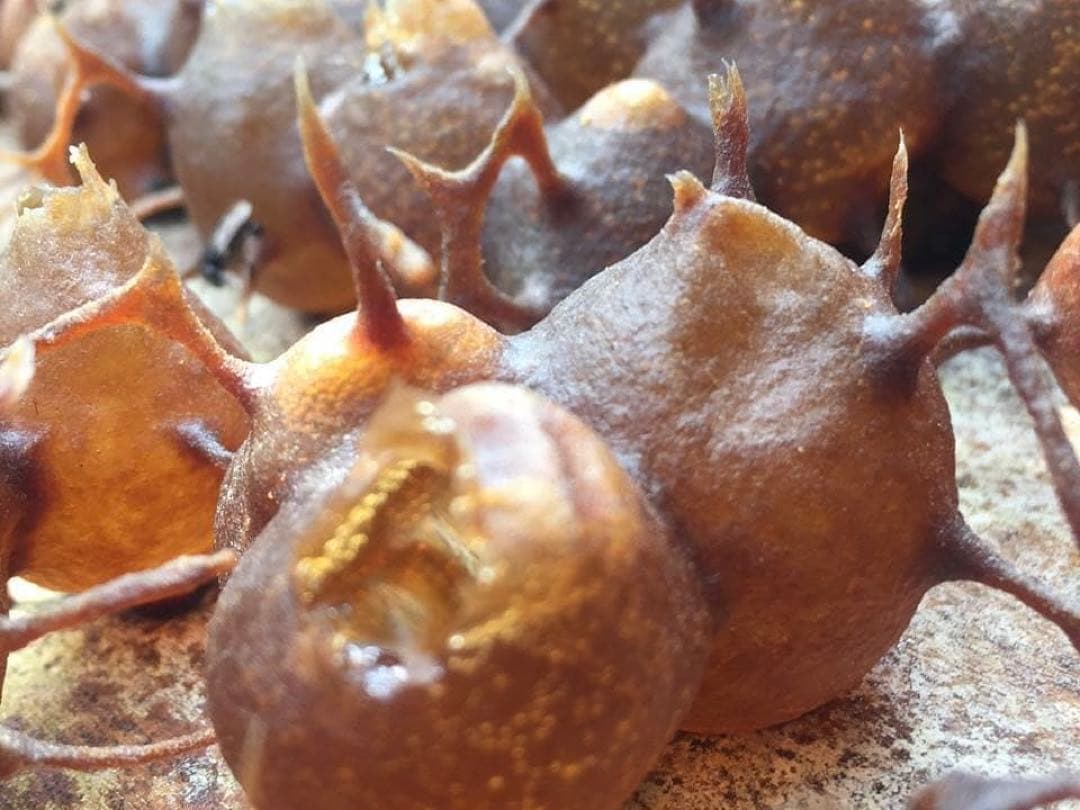 ナマコの肝さま 針なしミツバチの蜂蜜(完全非加熱)9本