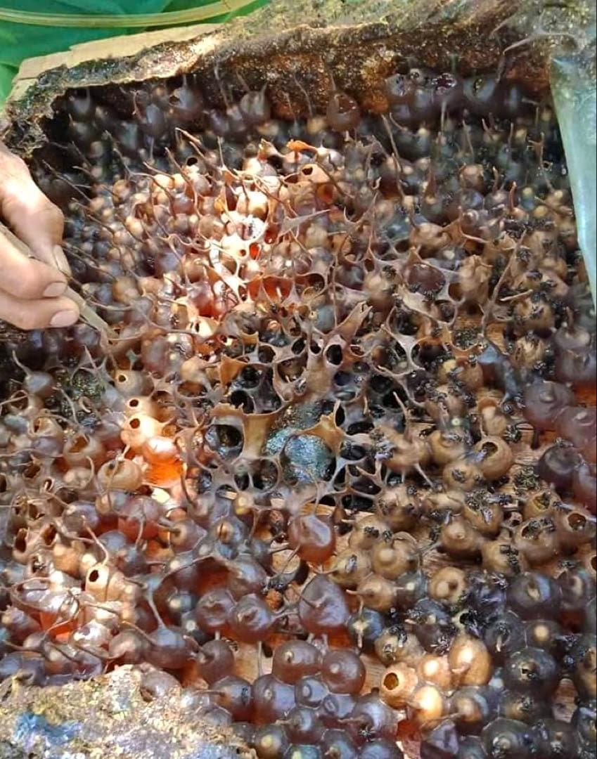 ナマコの肝さま 針なしミツバチの蜂蜜(完全非加熱)9本