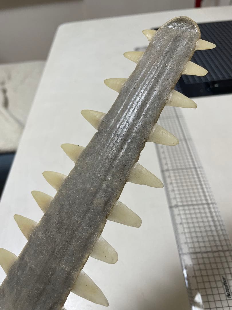 ノコギリザメの歯　標本