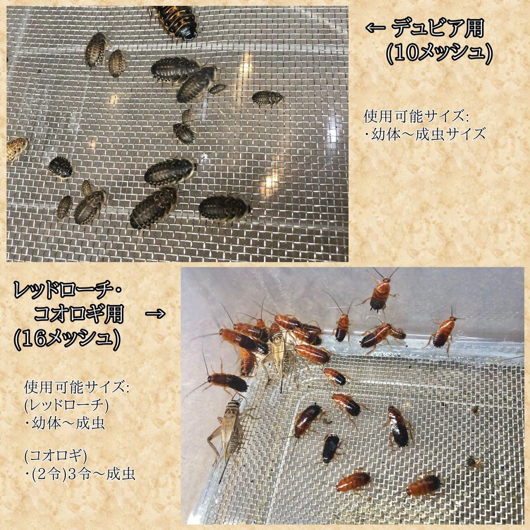 Tさん様　Ｍ (シェ)