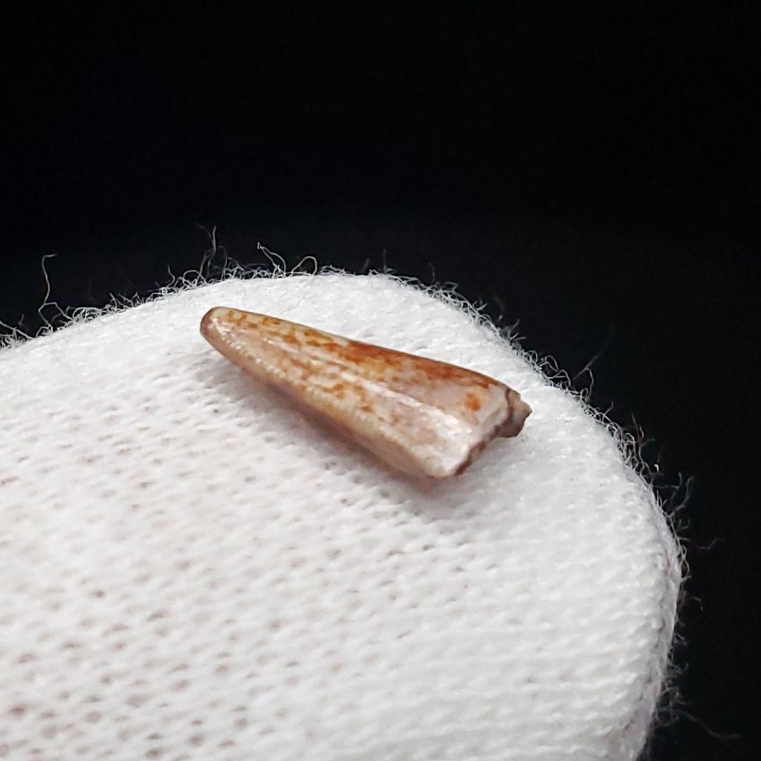 希少 ポストスクス 爬虫類 歯 化石 ニューメキシコ産 18.91mm fr64