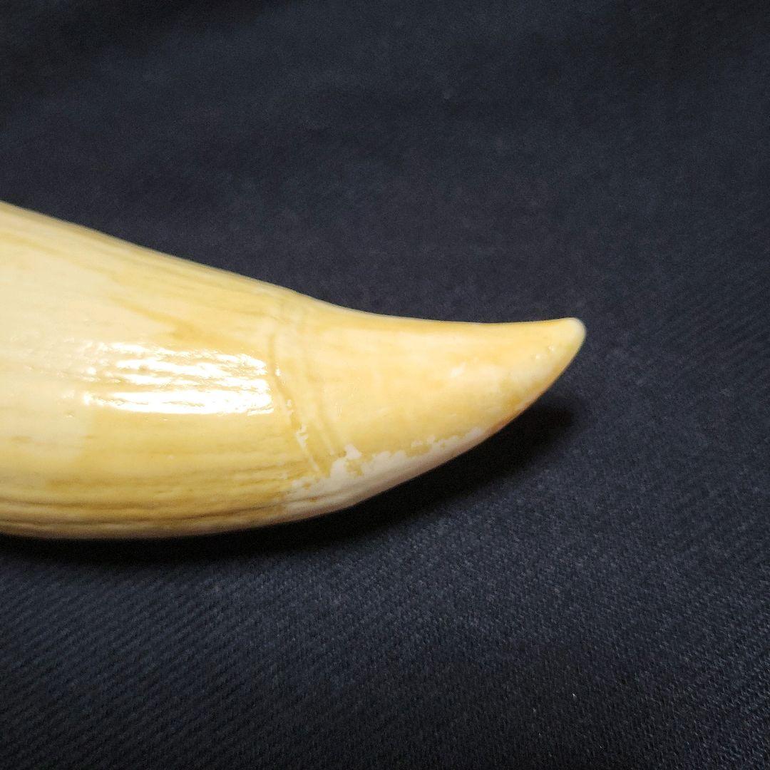 ☆　マッコウクジラ　鯨牙292.6g天然素材　印材　鯨牙　鯨歯
