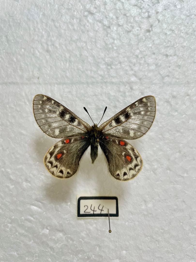 パルナシウス・アッコ・ゴエルグネリ（チベット産、オス）