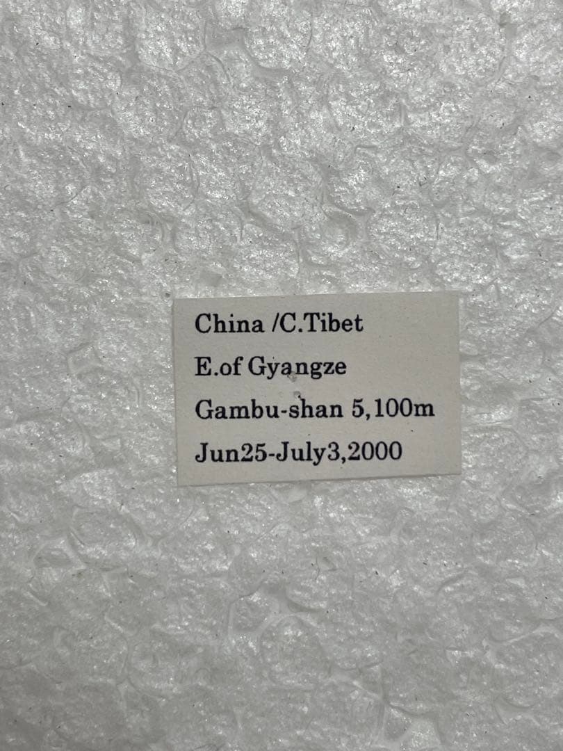 パルナシウス・アッコ・ゴエルグネリ（チベット産、オス）