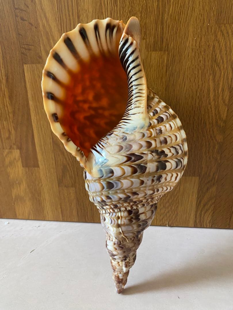 法螺貝　新鮮なホラ貝　色合いが綺麗　34cm 620グラム