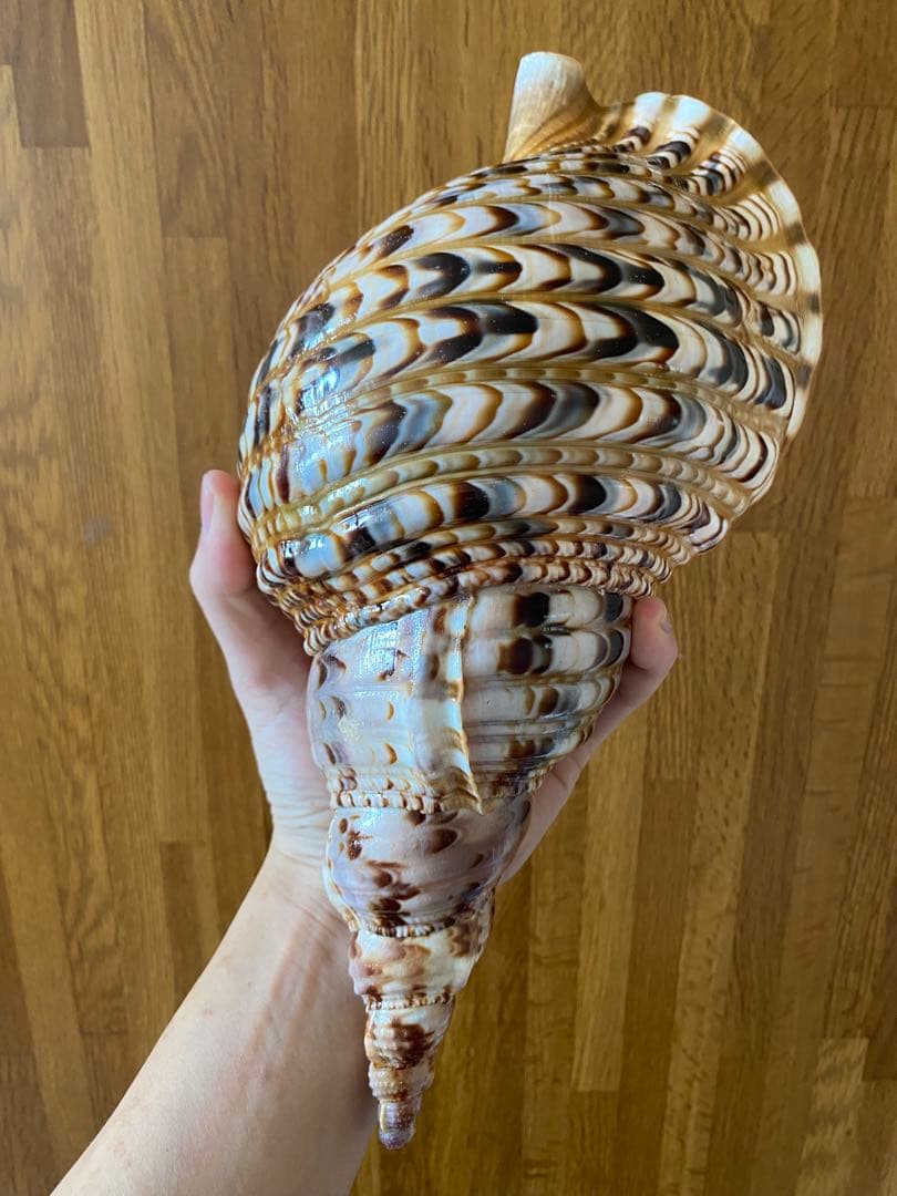 法螺貝　新鮮なホラ貝　色合いが綺麗　34cm 620グラム