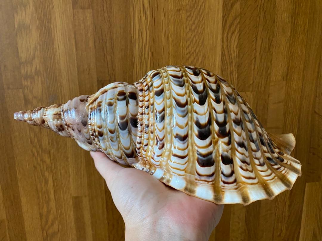 法螺貝　新鮮なホラ貝　色合いが綺麗　34cm 620グラム