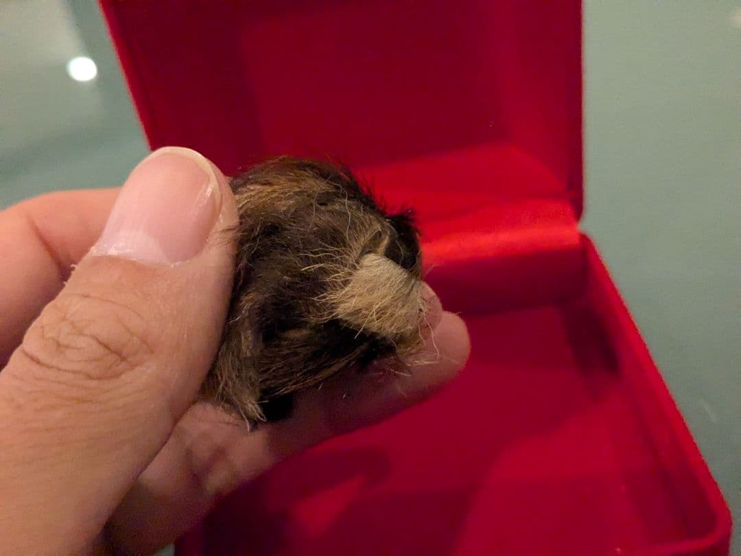 【激レア！】タイのお守りプラクルアン！タイガーアイ？箱付き！幸運&金運アップ！