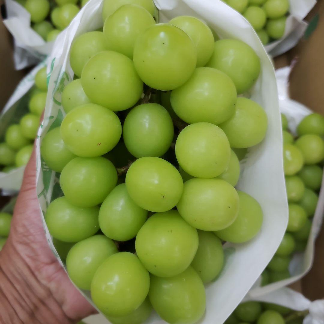 1⃣2️⃣ 山梨県産 シャインマスカット ９房入り 箱込み5.3キロ