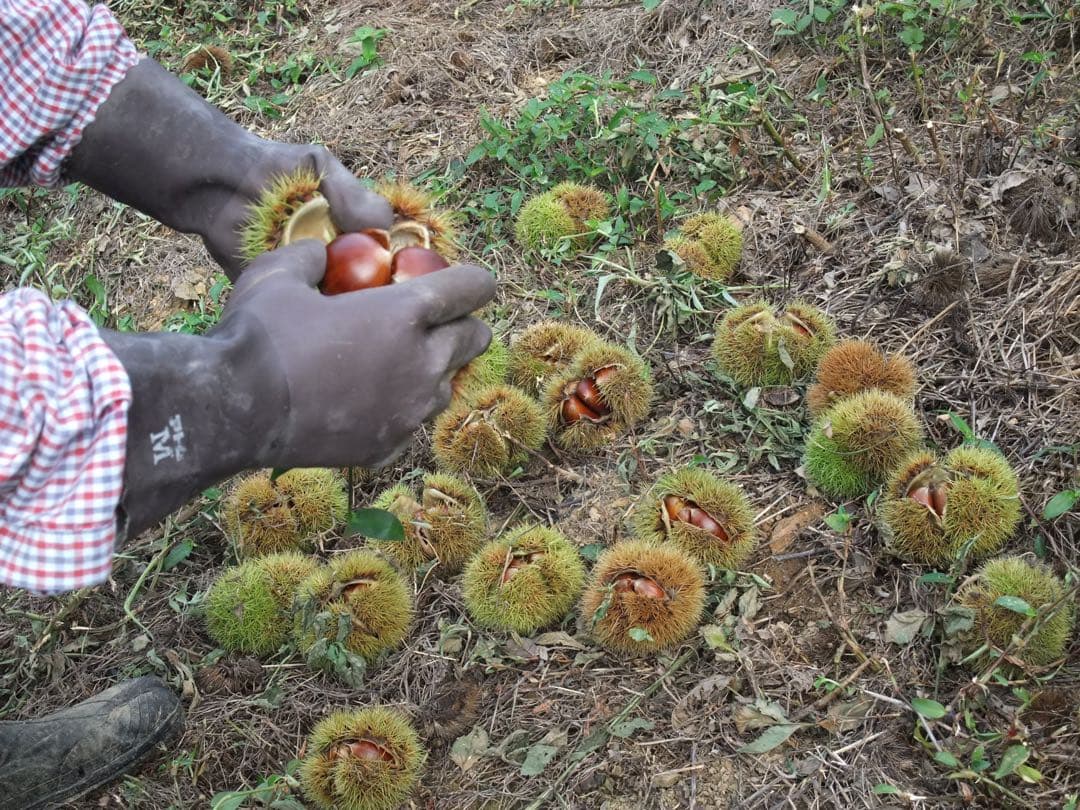 幻の栗⭐︎中山栗2L~4L混合5kgクール便（匿名不可）農家直送2025-021