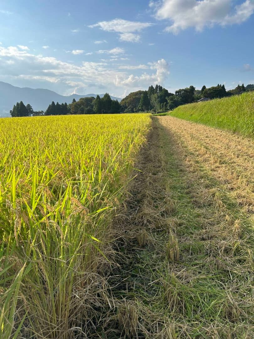 R7年 自然栽培米 朝日米20kg玄米