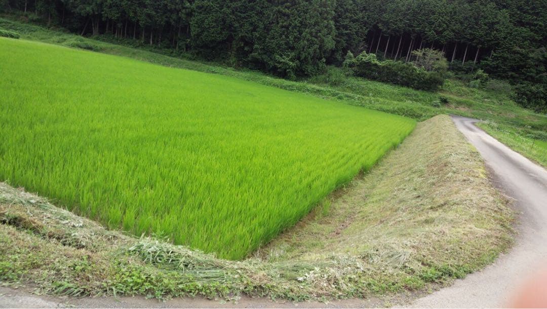 丹波産　特別栽培米　白米10キロ