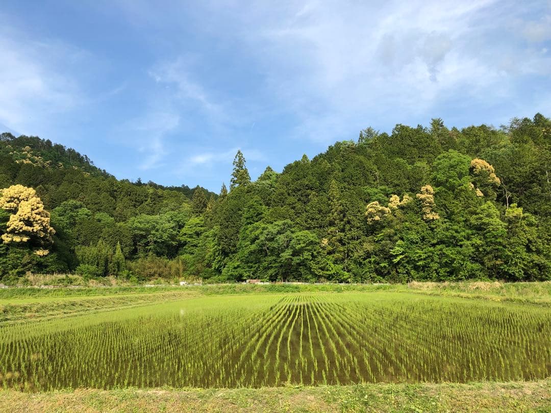 丹波産　特別栽培米　白米10キロ
