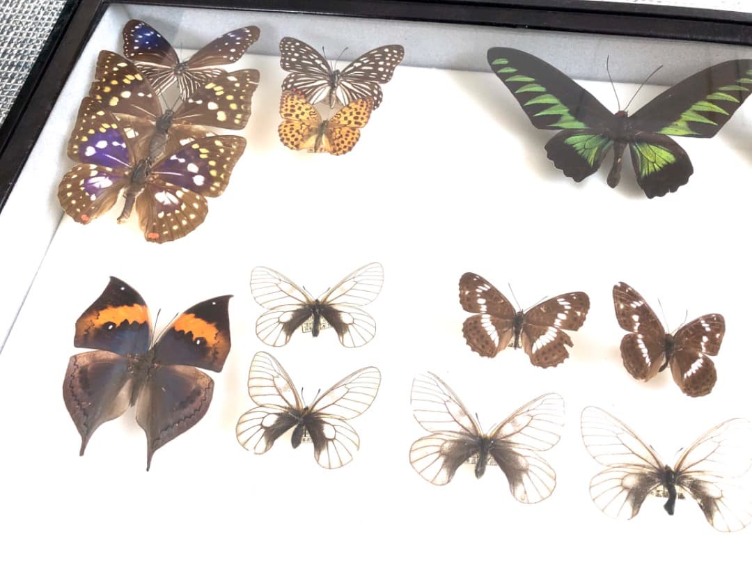 【大型 ドイツ箱・昭和41年印・当時物】蝶 大型 標本 レア 貴重