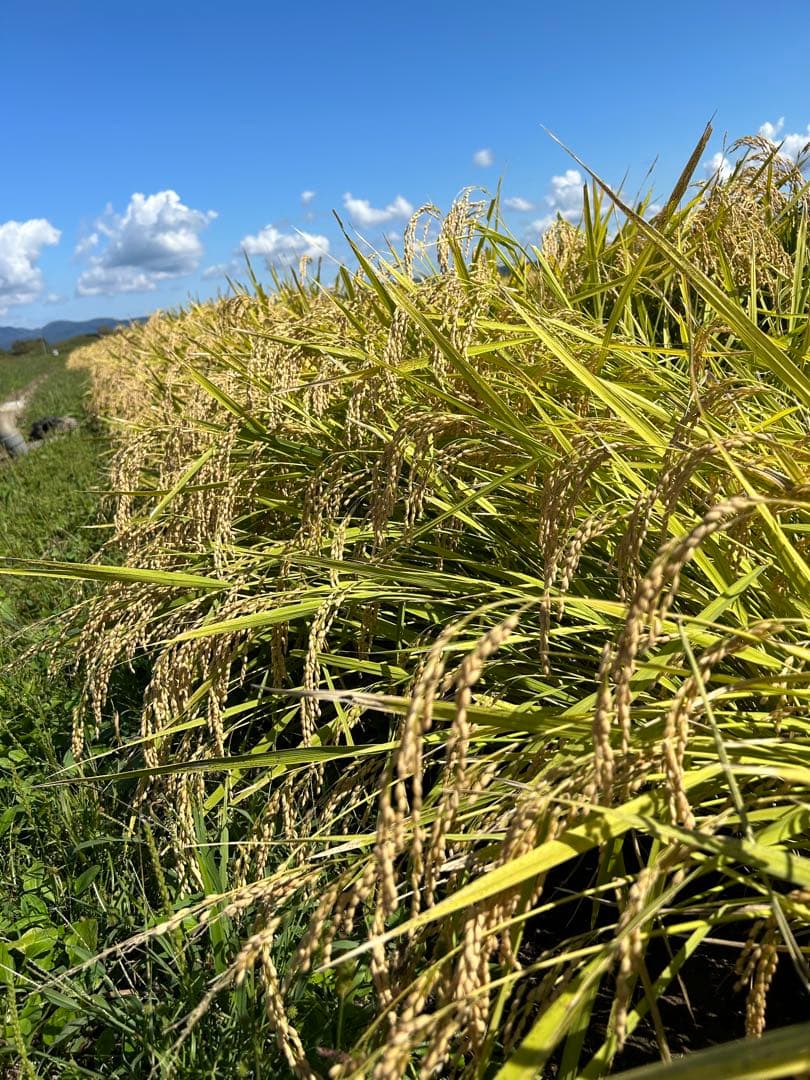 青森県産 はれわたり 令和6年産（精米済み）12kg送料込み
