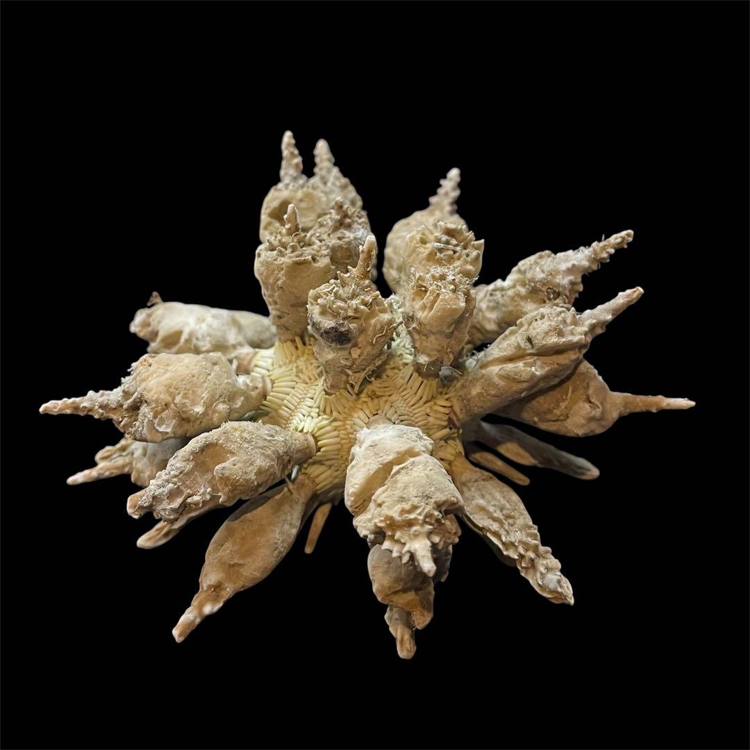 ドングリウニ　ウニの殻