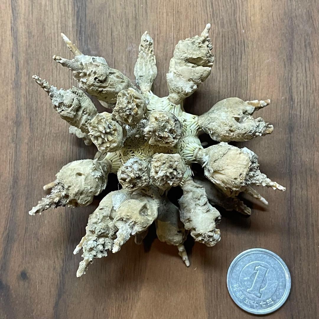 ドングリウニ　ウニの殻