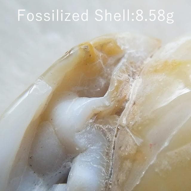 8.58g　貝化石　仮晶アゲート　インド産　置換タイプ　化石　アゲートシェル