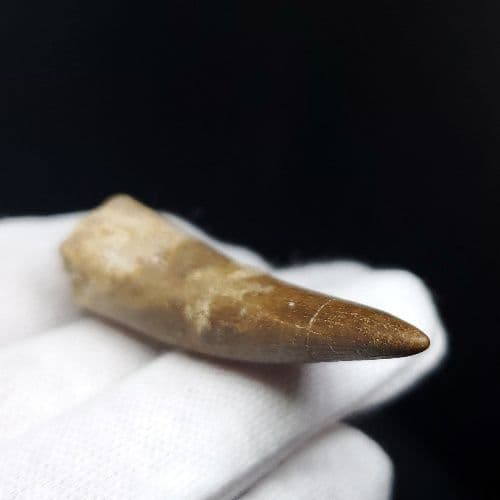 プレシオサウルス 化石 歯 本物 モロッコ産 54.84mm pr69