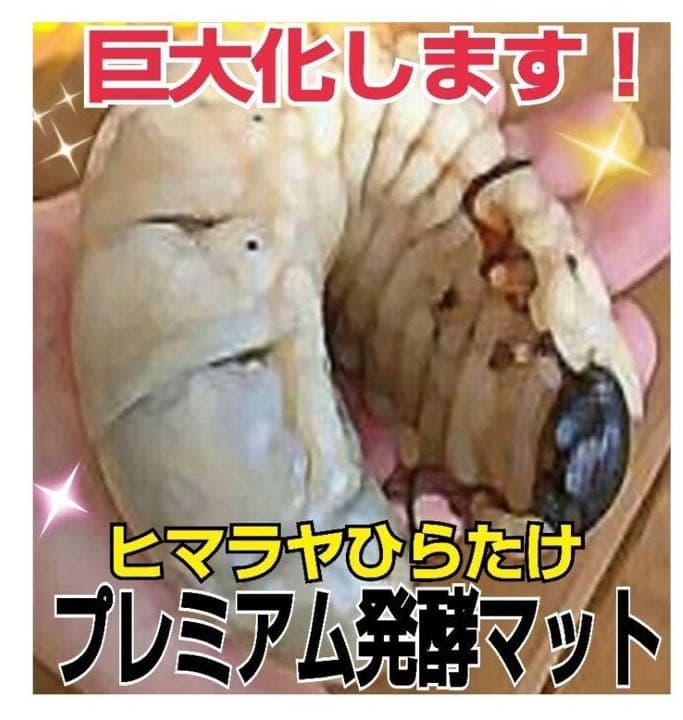 大人気！雑虫がわかない！完全室内製造！極上！プレミアム発酵カブトムシマット　5袋