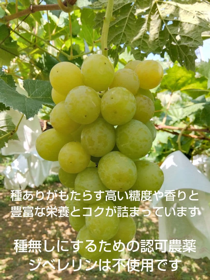 Honey希少わら敷種あり完熟巨峰とシャイン 長野県産４Kg✕２