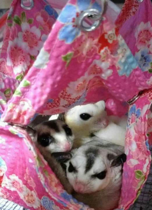 モモンガハウス(うさぎ・ハート・桜柄)夏仕様  涼しい夏生地を使用❗️ 1650円