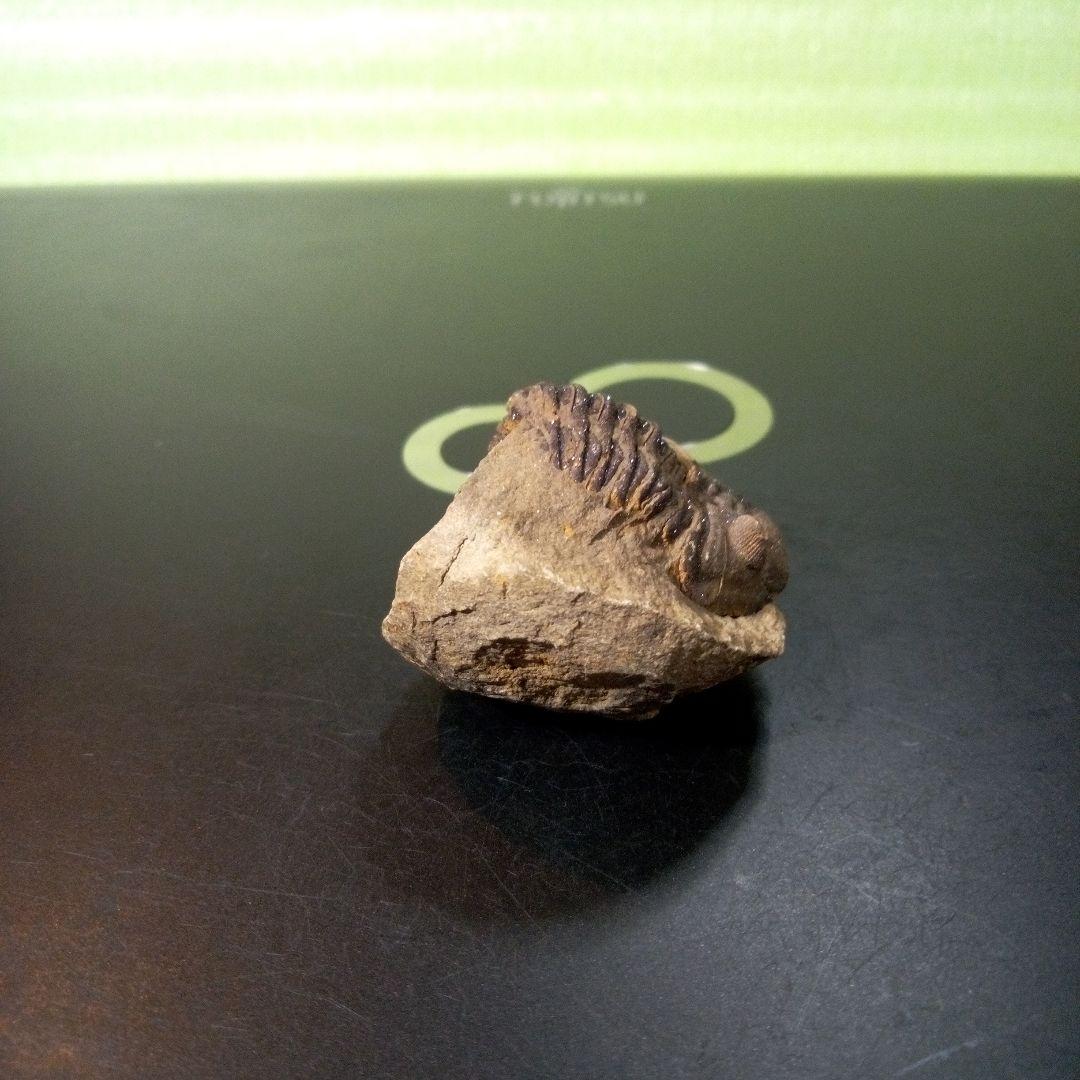 三葉虫　化石　fossil　ボリビア産　レア　Fossil管理⑩