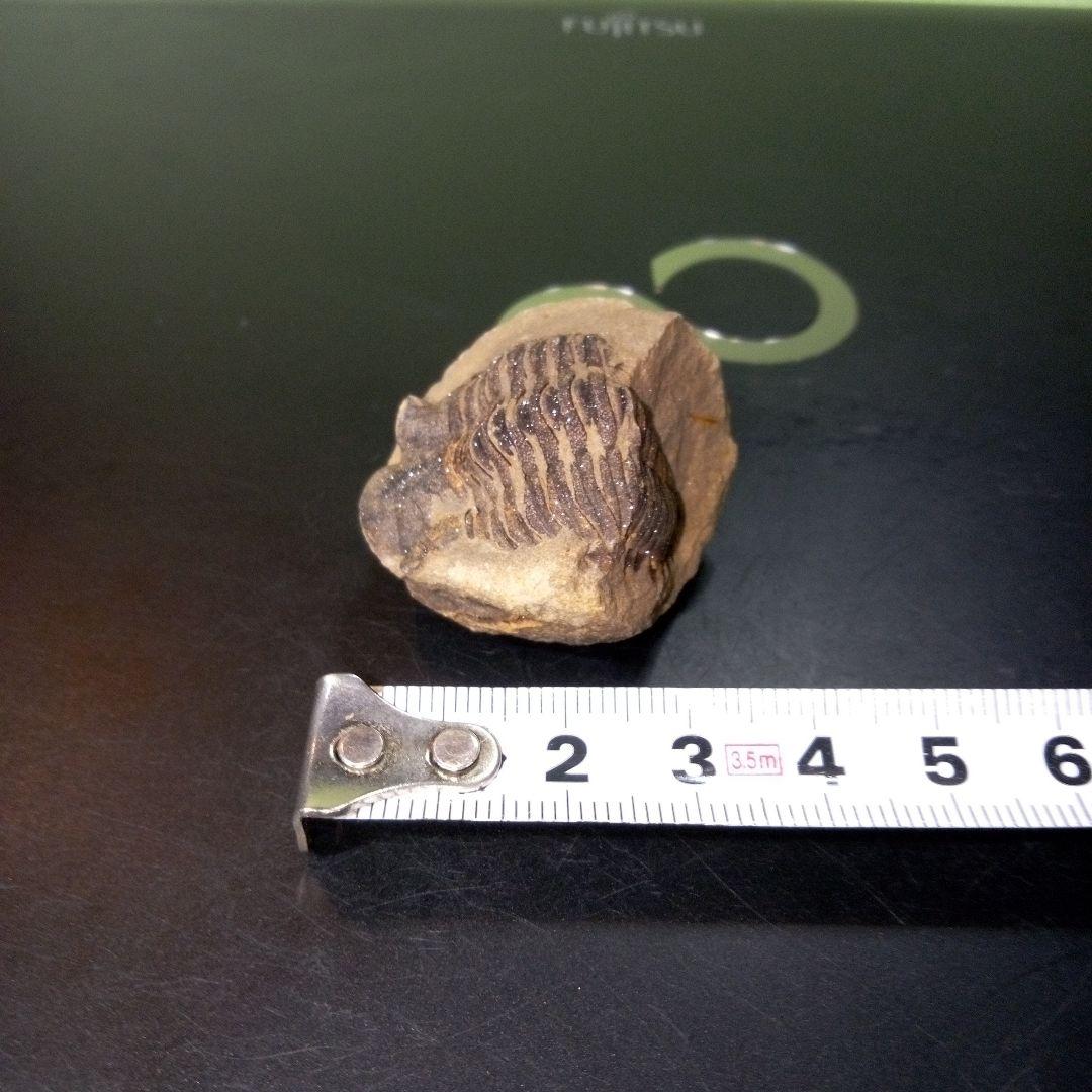 三葉虫　化石　fossil　ボリビア産　レア　Fossil管理⑩