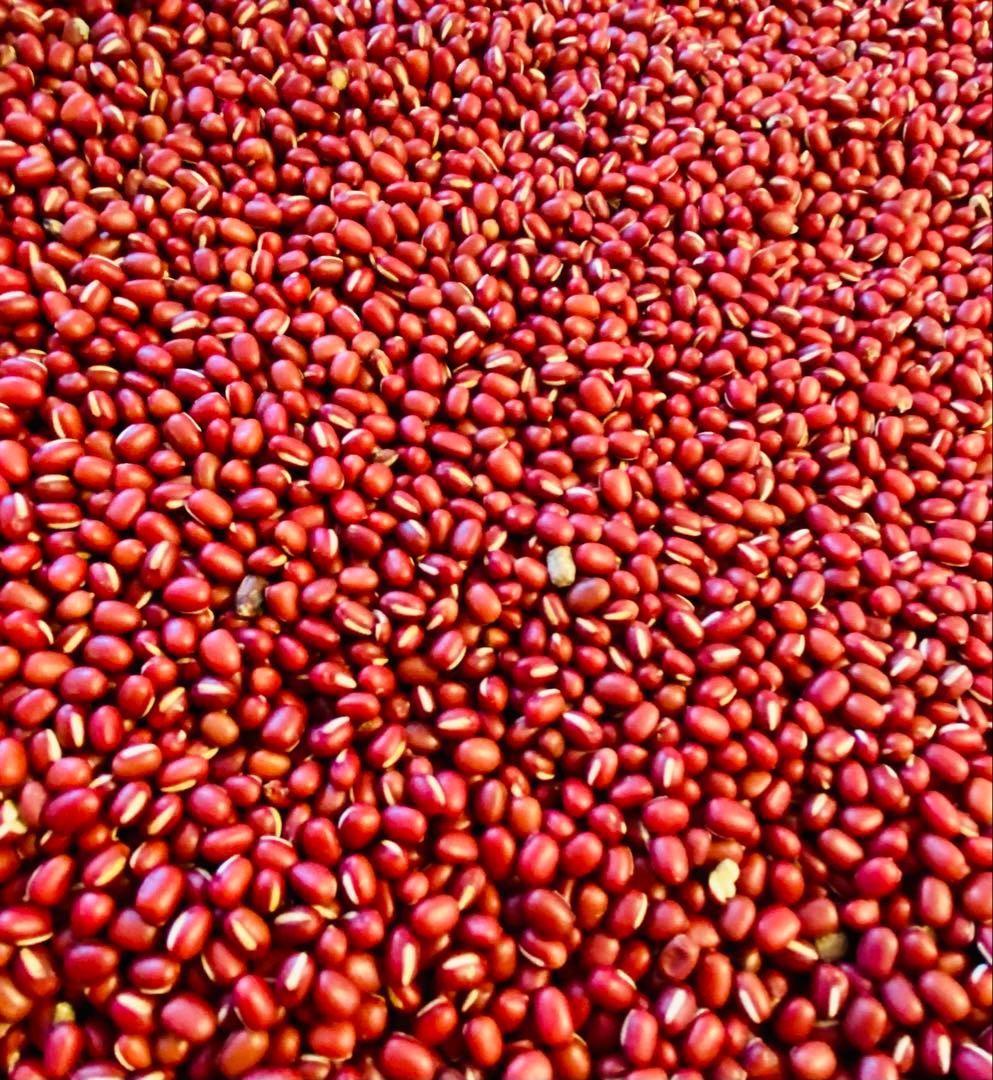 【新豆】 令和7年産 北海道産 小豆 えりも167 10kg