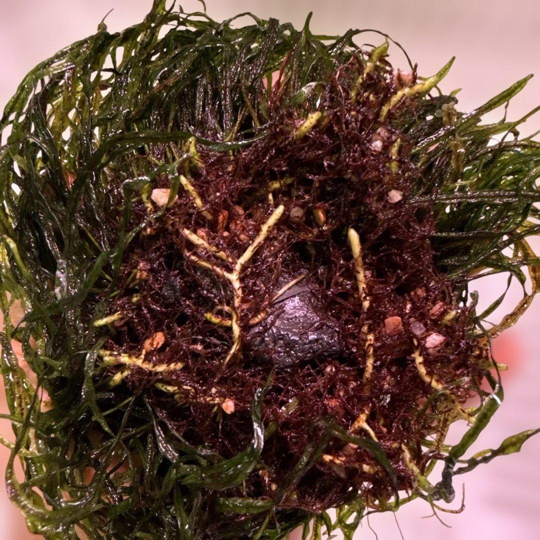 ミクロソリウムsp.本ナロー タイ産　溶岩石付き