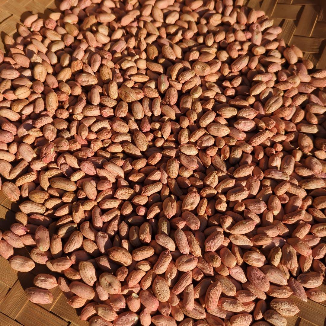 千葉県産 県内発送 ナカテユタカ 10kg 手むき 乾燥生落花生